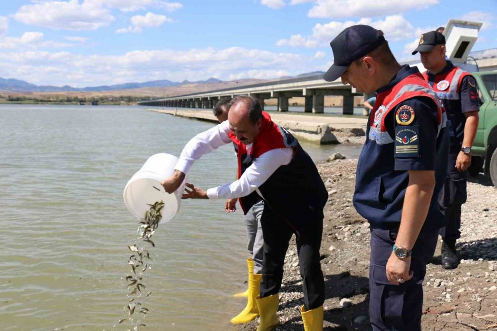 Çorum’da Baraj Ve Sulama Göletlerine 1 Milyon 215 Bin Yavru Balık Salındı