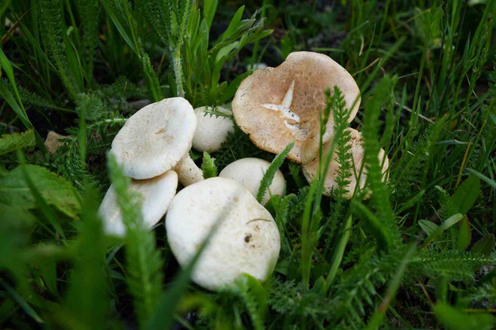 Trabzon'da Yaylada Mantar Yiyen 5 Kişi Zehirlendi