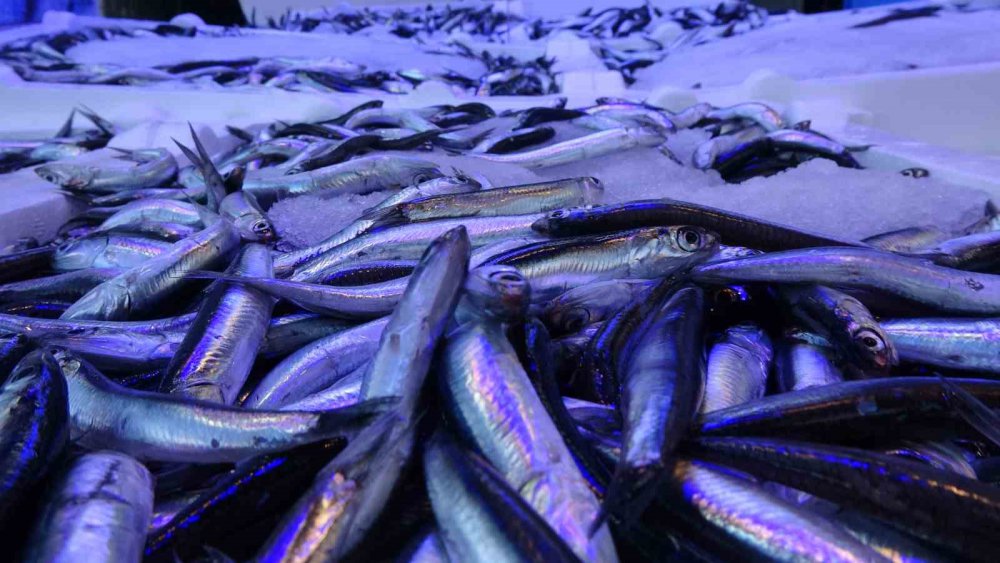 Hamside 400 Bin Tonluk Av Kotasına Balıkçılardan Tepki