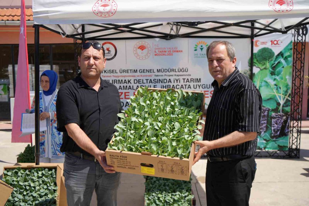 Bafra Ovası’nda Çiftçilere 270 Bine Yakın Kışlık Sebze Fidesi Dağıtıldı