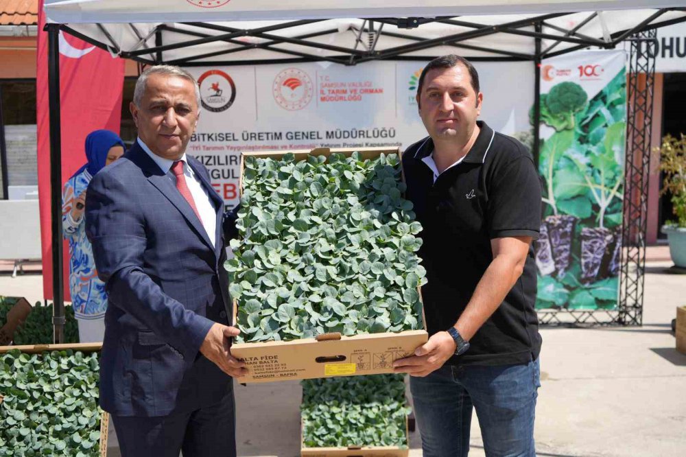 Bafra Ovası’nda Çiftçilere 270 Bine Yakın Kışlık Sebze Fidesi Dağıtıldı