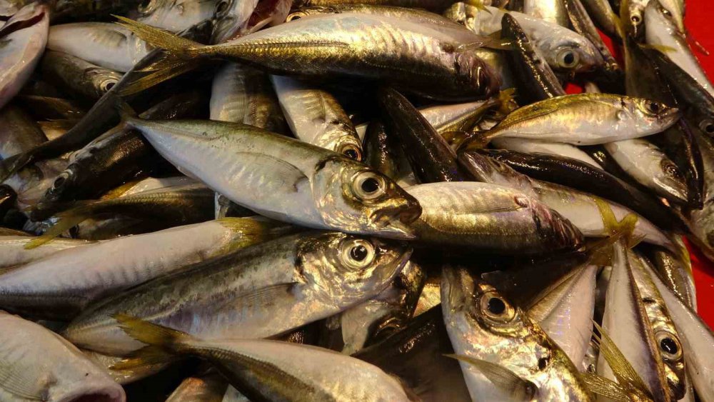 Mutlu: "bu Sezon Palamut Da, İstavrit De Umut Verici"