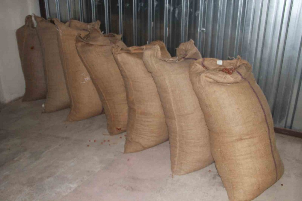 Tmo Ordu’da Fındık Alımına Başladı: İlk Fındık 132,60 Liradan Satıldı