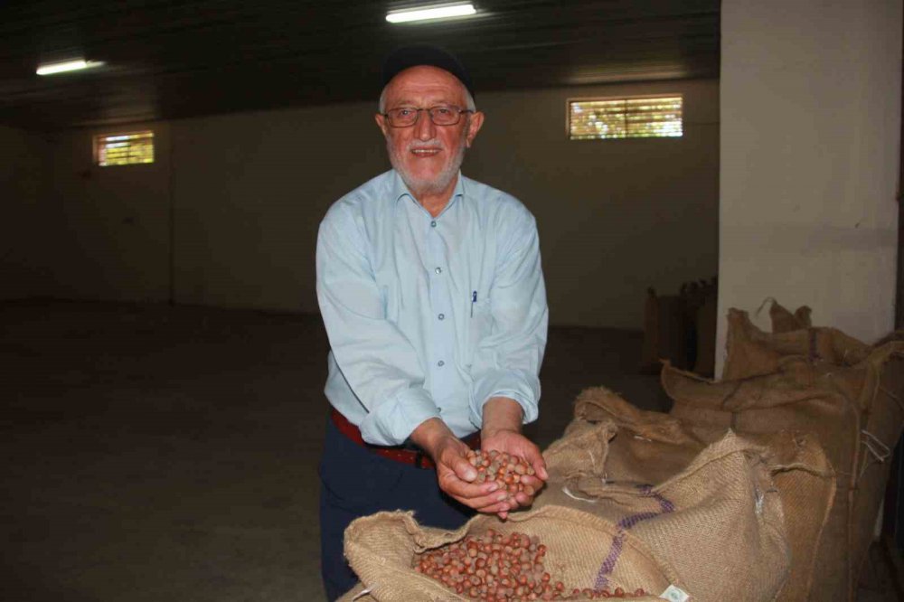 Tmo Ordu’da Fındık Alımına Başladı: İlk Fındık 132,60 Liradan Satıldı