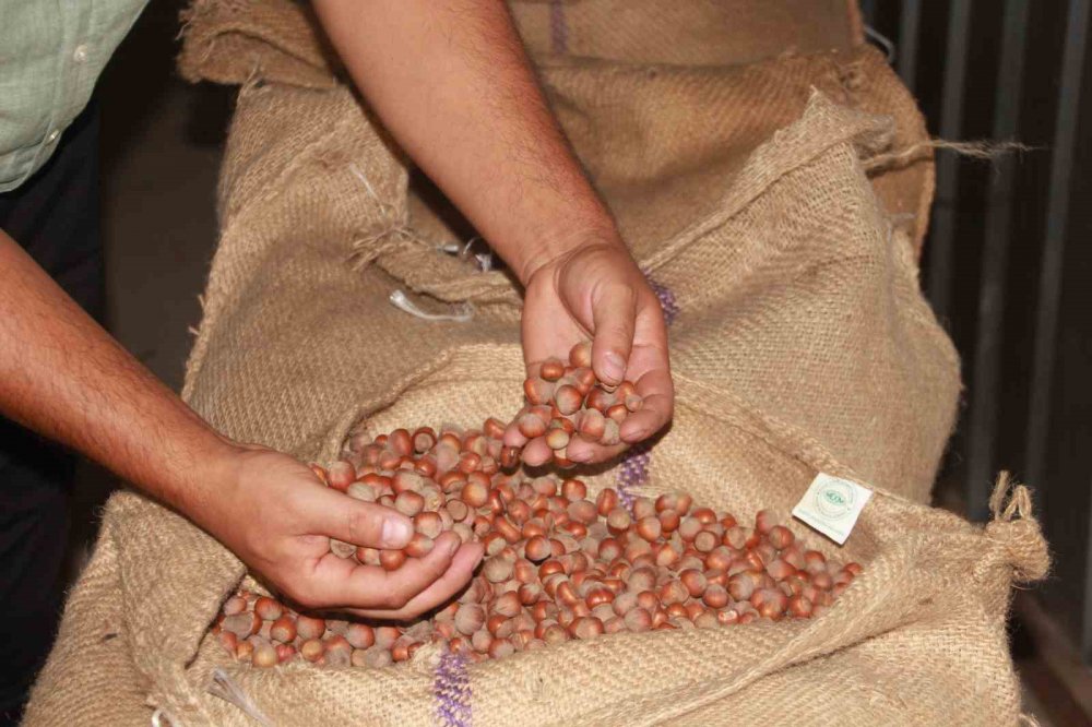 Tmo Ordu’da Fındık Alımına Başladı: İlk Fındık 132,60 Liradan Satıldı