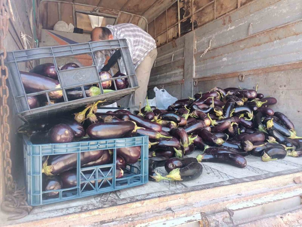 Zonguldak'ta Üretim Fazlası 5 Ton Patlıcanı Yüzlerce Kişiye Bedava Dağıttılar