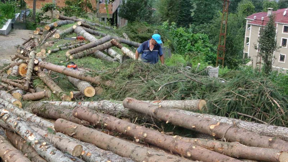 Hayrat'ta 800 Yıllık Camiyi Kurtarmak İçin Çevresindeki Ağaçları Kestiler
