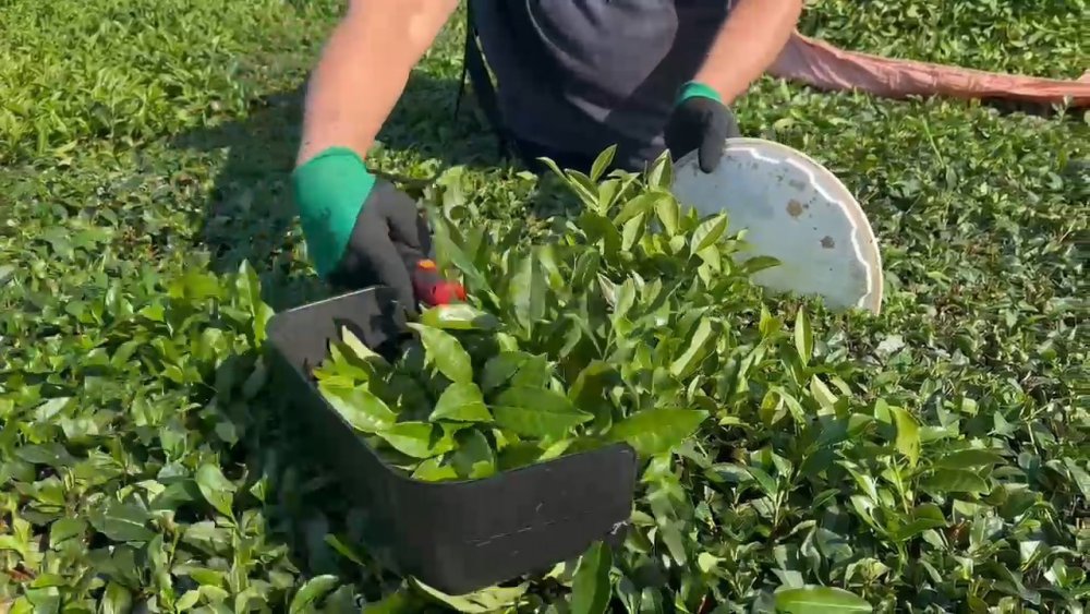 Rize'de 3. sürgün ne zaman başlar , İşte cevabı