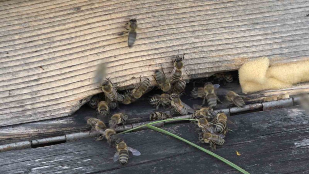 Anzer Balı’ndan Haber var , sağım tamamlandı