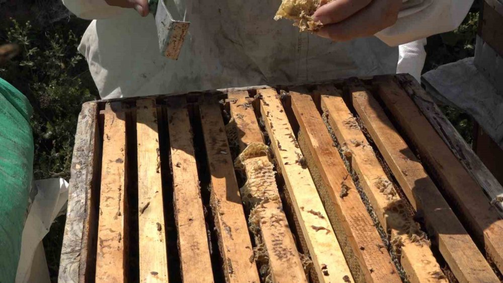 Anzer Balı’ndan Haber var , sağım tamamlandı