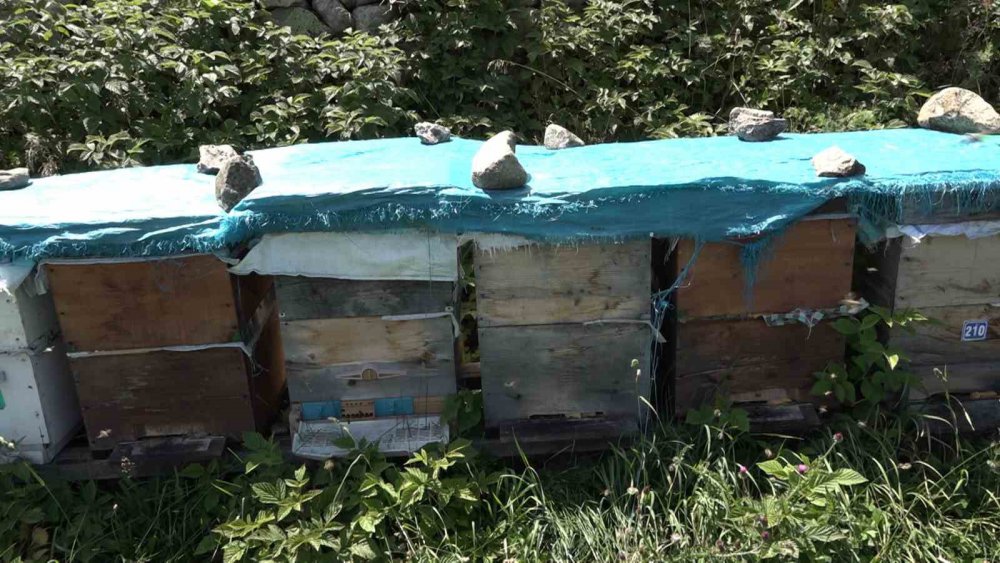 Anzer Balı’ndan Haber var , sağım tamamlandı