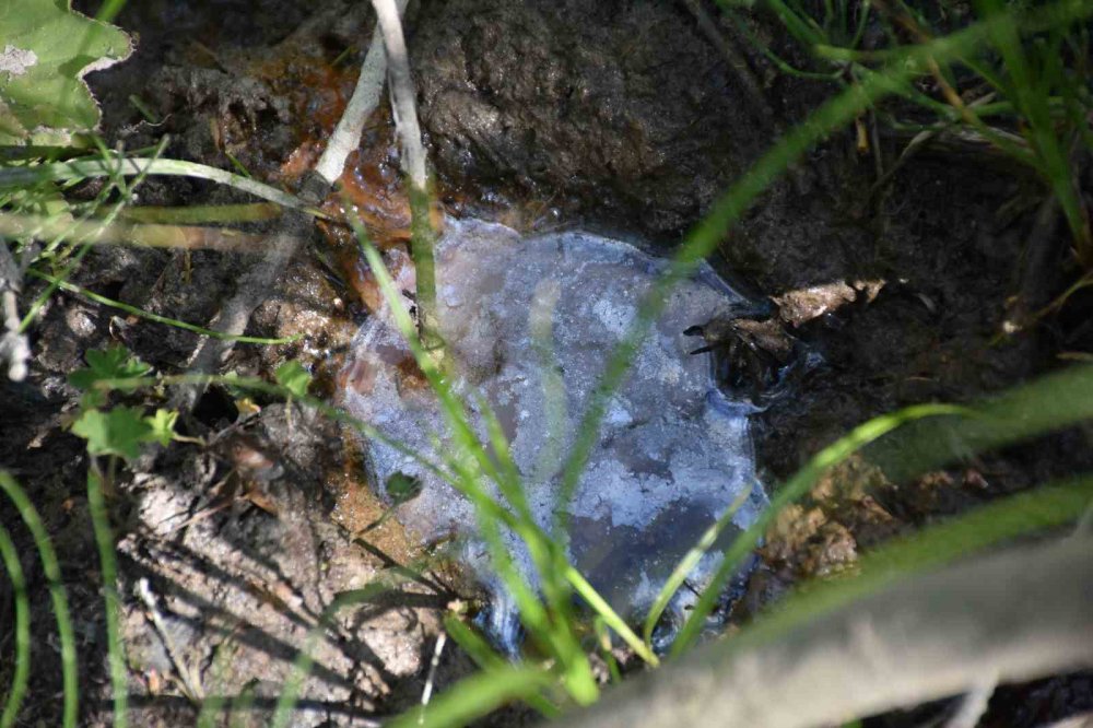 Bayburt'ta petrol bulundu , açıklama Rize'de araştırma yapan Prof. Dr. Nafiz Maden'den