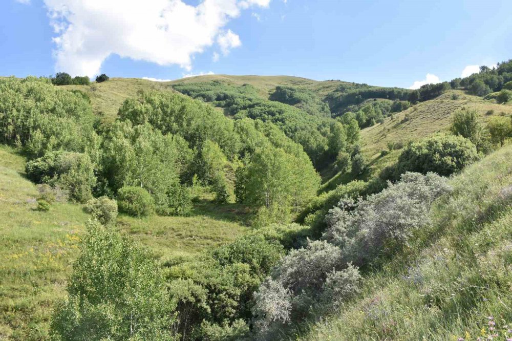 Bayburt'ta petrol bulundu , açıklama Rize'de araştırma yapan Prof. Dr. Nafiz Maden'den