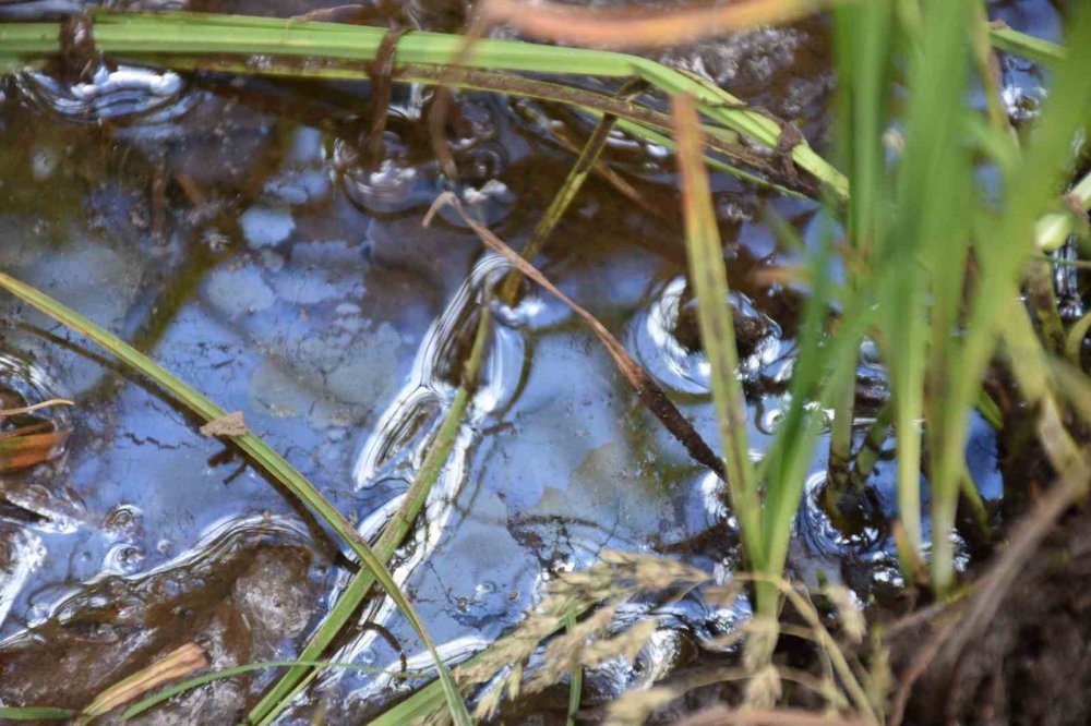 Bayburt'ta petrol bulundu , açıklama Rize'de araştırma yapan Prof. Dr. Nafiz Maden'den