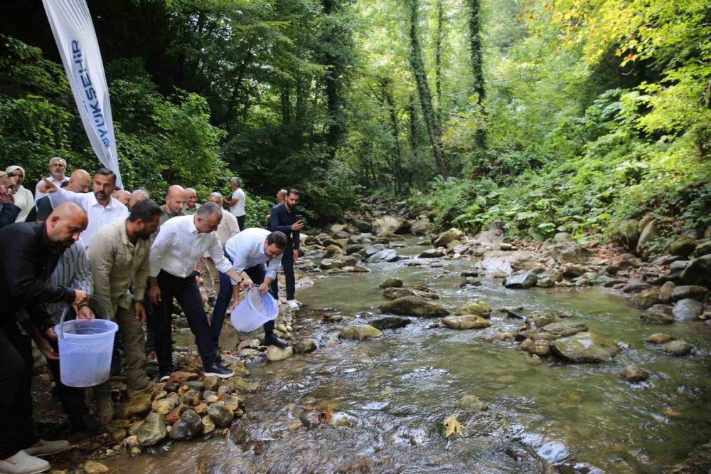 Kocaeli'de 8 Bin Kırmızı Benekli Alabalık Doğaya Salındı