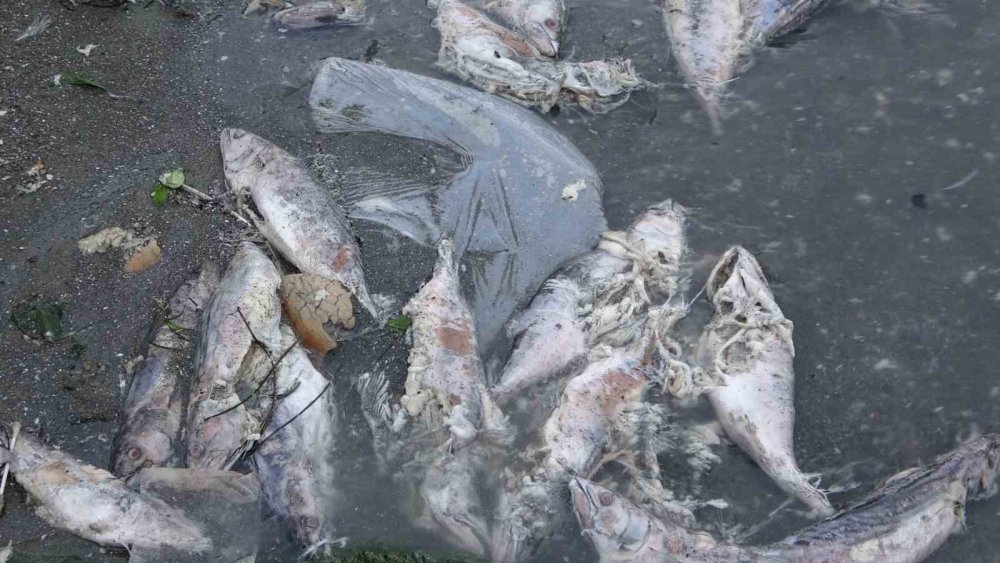 Rize'de Sahilde Ölü Palamutlar Çevreyi Rahatsız Ediyor: Vatandaşlar Temizlik İstiyor