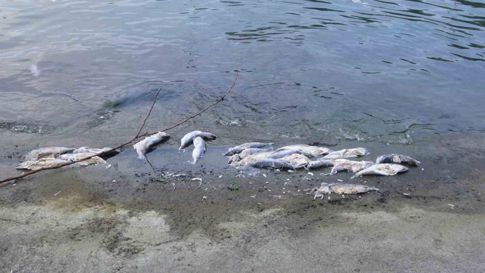 Rize'de Sahilde Ölü Palamutlar Çevreyi Rahatsız Ediyor: Vatandaşlar Temizlik İstiyor