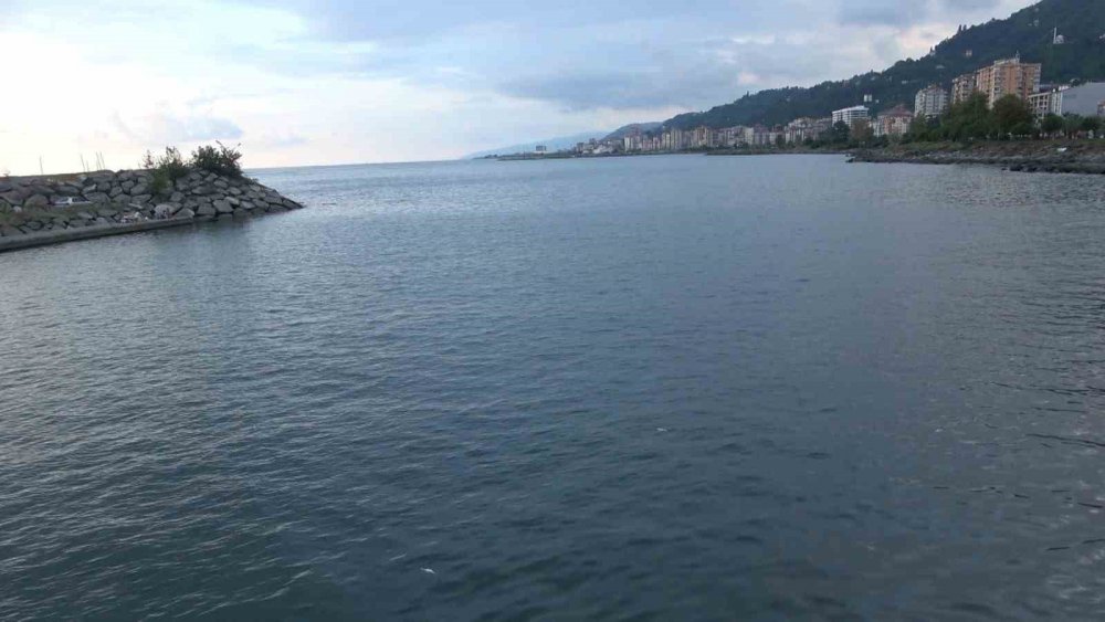 Rize'de Sahilde Ölü Palamutlar Çevreyi Rahatsız Ediyor: Vatandaşlar Temizlik İstiyor