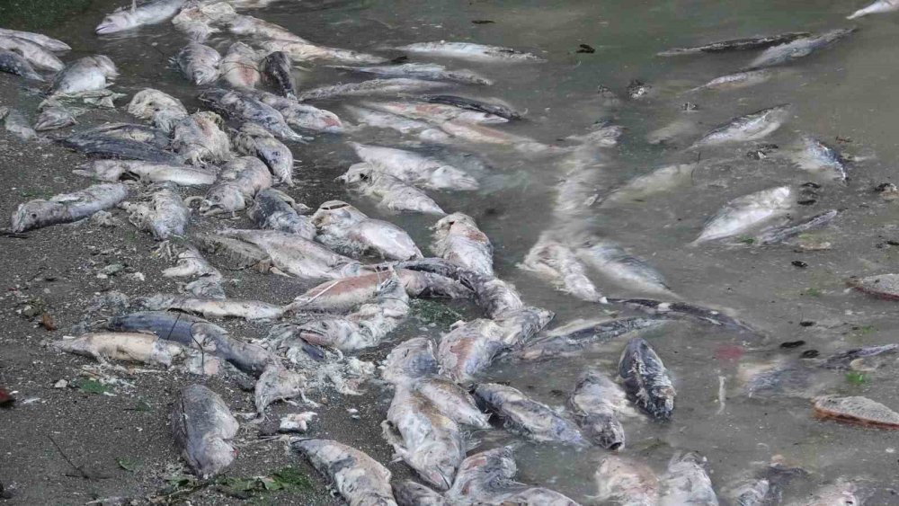 Rize'de Sahilde Ölü Palamutlar Çevreyi Rahatsız Ediyor: Vatandaşlar Temizlik İstiyor