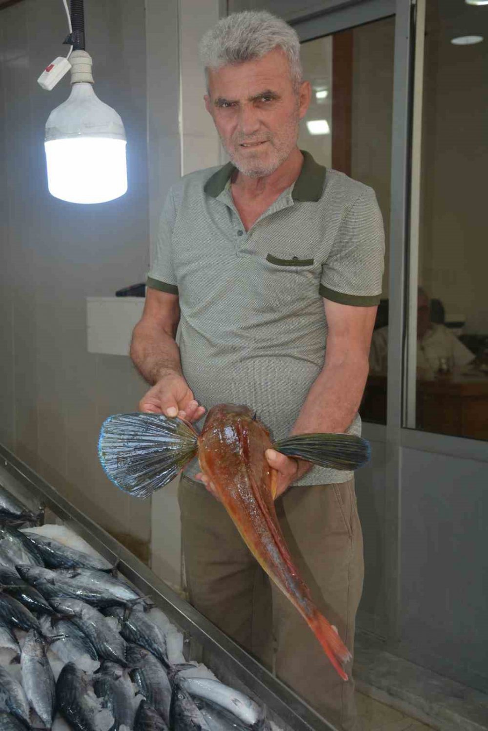 Sinop’ta 3,5 Kiloluk Kırlangıç Balığı Avlandı