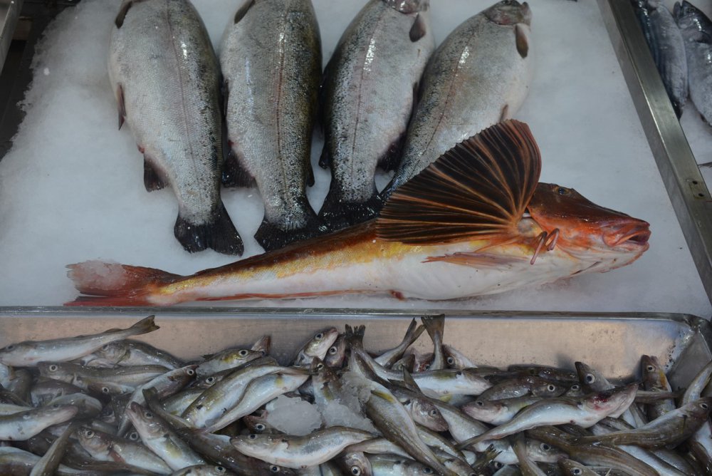 Sinop’ta 3,5 Kiloluk Kırlangıç Balığı Avlandı