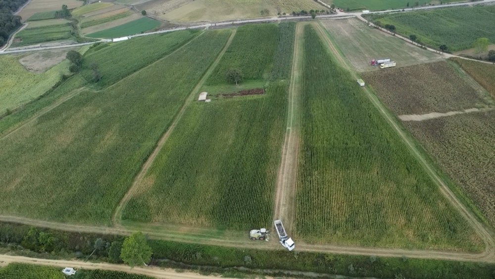 Kocaeli'de 37 Bin Dekar Mısır Tarlası Tarıma Kazandırıldı