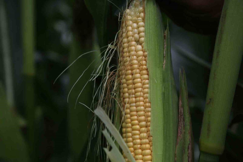 Kocaeli'de 37 Bin Dekar Mısır Tarlası Tarıma Kazandırıldı