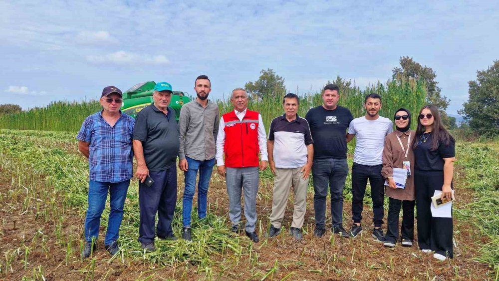 Samsun’da Kenevir Hasadı Başladı