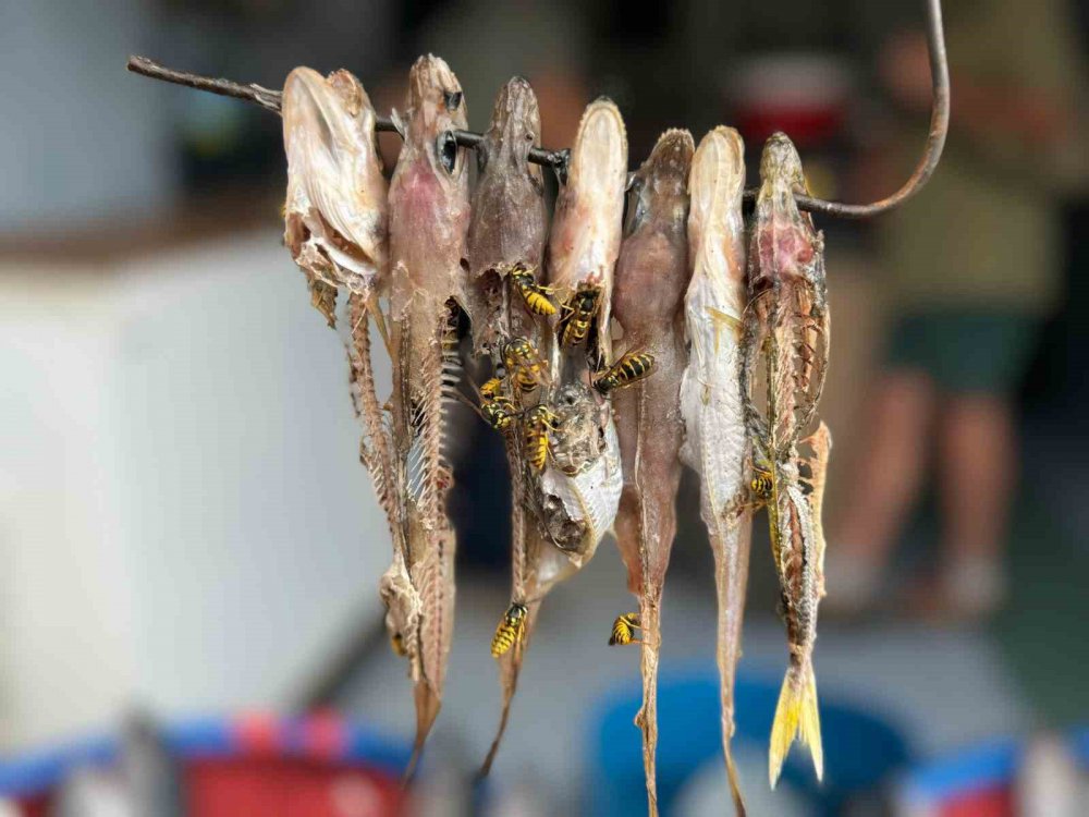 Rizeli yine hem zekasını hemde hakkı teslim etti