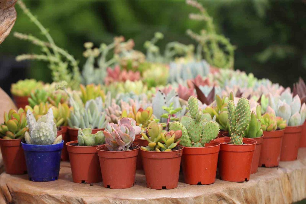 Sakarya Spanca Gölü'nde Yeşil Ve Mavinin Buluştuğu Sapanca Gölü Sahili Çiçek Bahçesine Dönüştü