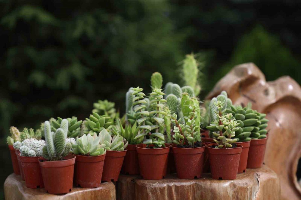 Sakarya Spanca Gölü'nde Yeşil Ve Mavinin Buluştuğu Sapanca Gölü Sahili Çiçek Bahçesine Dönüştü