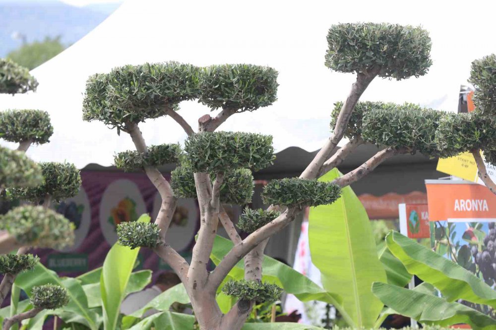 Sakarya Spanca Gölü'nde Yeşil Ve Mavinin Buluştuğu Sapanca Gölü Sahili Çiçek Bahçesine Dönüştü