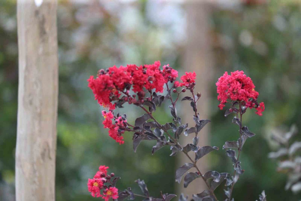 Sakarya Spanca Gölü'nde Yeşil Ve Mavinin Buluştuğu Sapanca Gölü Sahili Çiçek Bahçesine Dönüştü