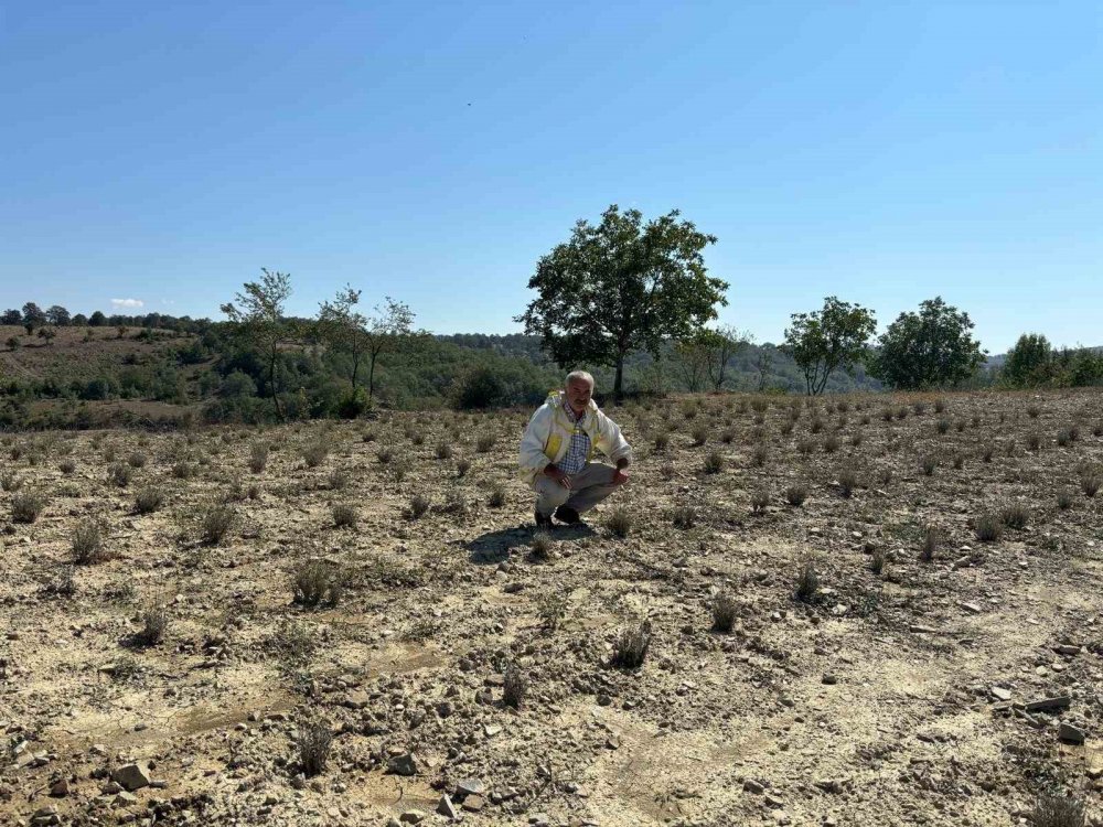 Samsun'da Hobi Olarak Başladı, Kilosu 400 Tl’den 500 Kilo Bal Üretiyor