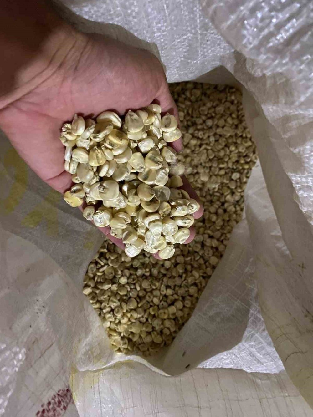 Artvin’de 300 Yıllık Su Değirmeni Kullanılmaya Devam Ediyor