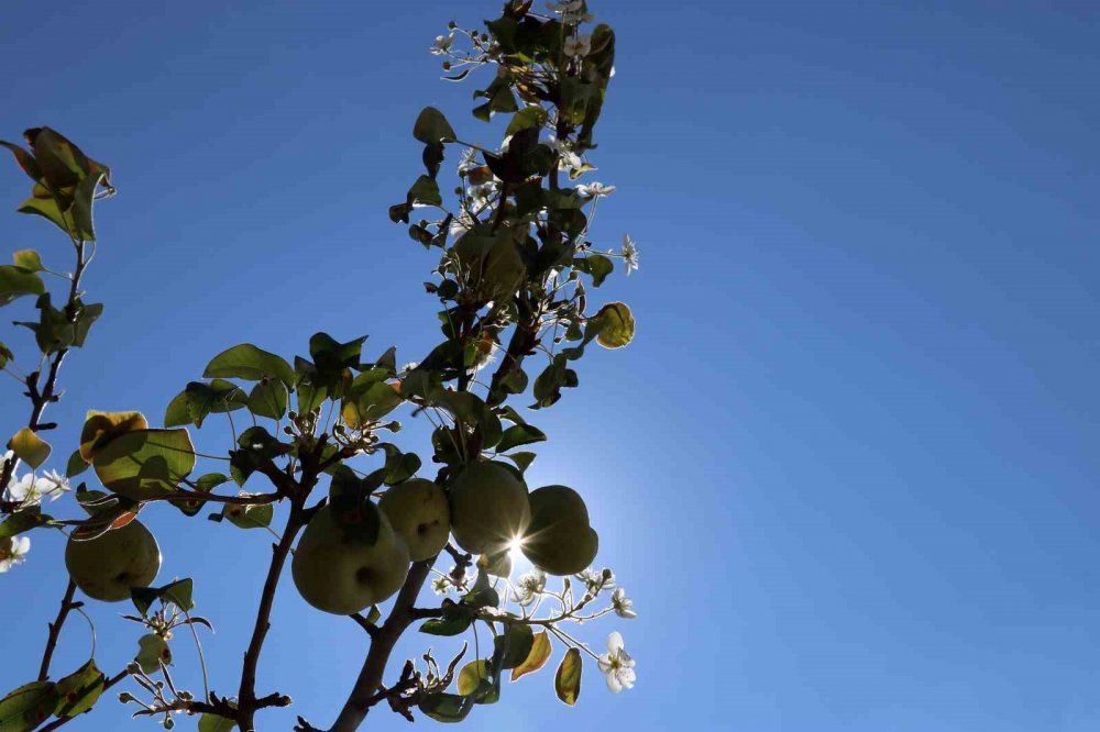 Gümüşhane'de Armut Ağacı Sonbaharda Çiçek Açtı