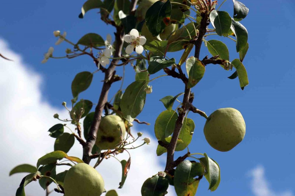 Gümüşhane'de Armut Ağacı Sonbaharda Çiçek Açtı