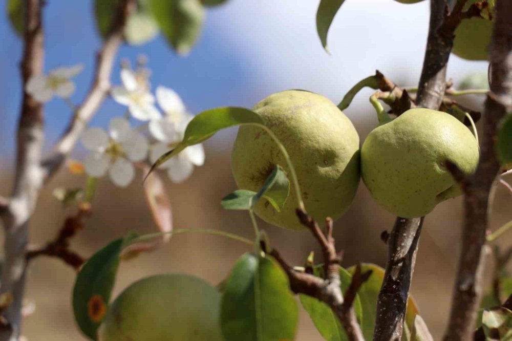 Gümüşhane'de Armut Ağacı Sonbaharda Çiçek Açtı