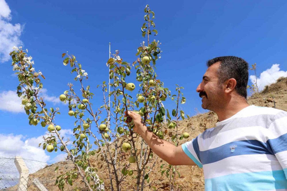 Gümüşhane'de Armut Ağacı Sonbaharda Çiçek Açtı