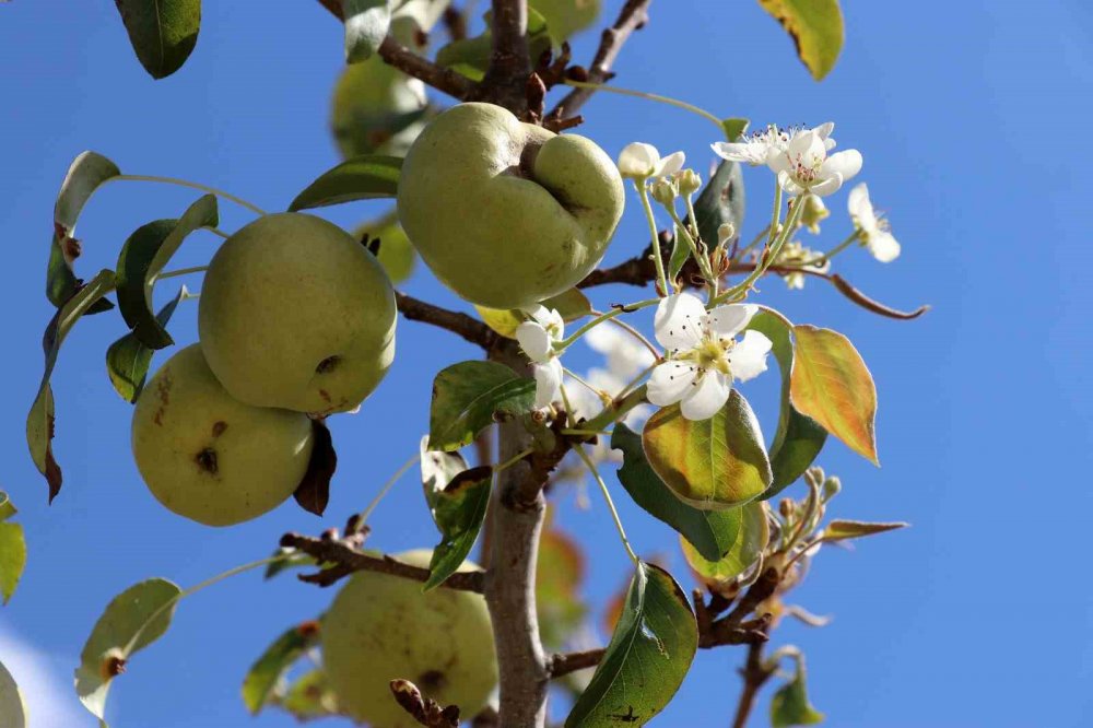 Gümüşhane'de Armut Ağacı Sonbaharda Çiçek Açtı