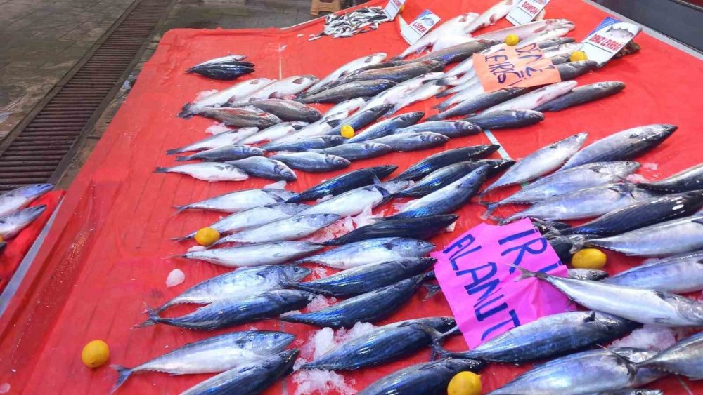 Ordu'da Palamut Fiyatları 150 Liraya Yükseldi