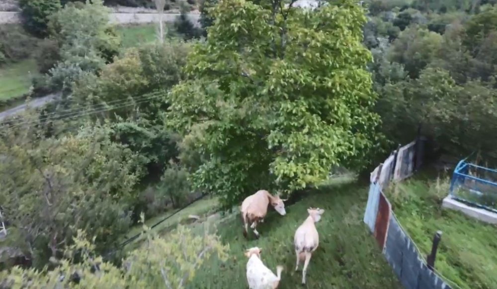 Artvinli Meradaki ineklerini dronla ahıra getiriyor