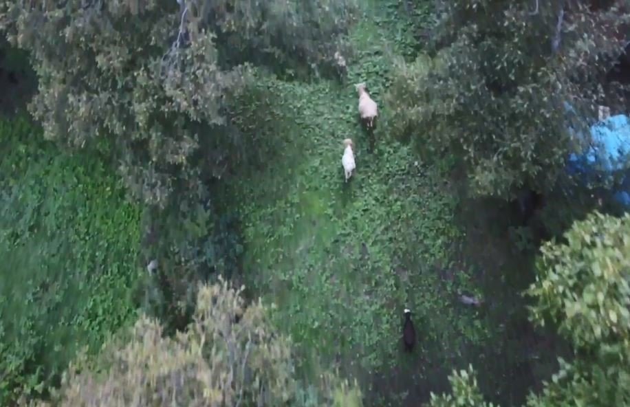 Artvinli Meradaki ineklerini dronla ahıra getiriyor