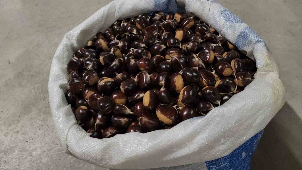 Kuzu Kestane Pazara İndi