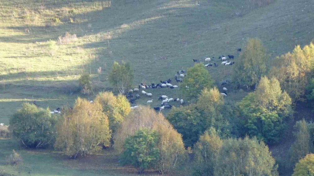 Artvin’de Sonbahar resmi çekmek isteyenler bu köye geliyor