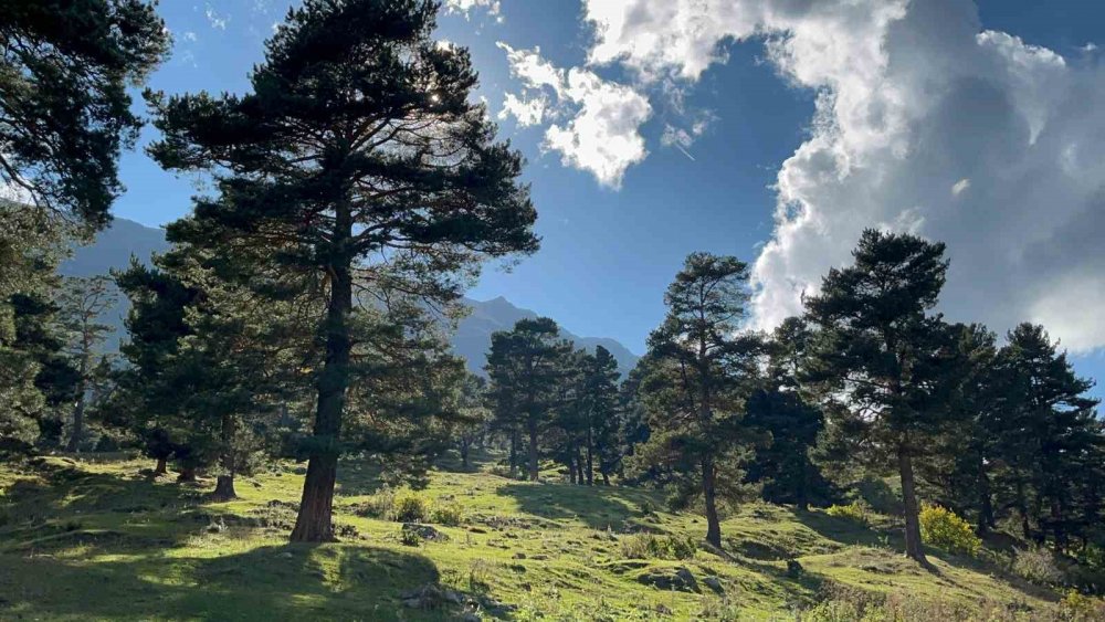 Artvin’de Sonbahar resmi çekmek isteyenler bu köye geliyor