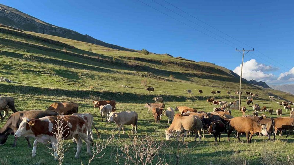 Artvin’de Sonbahar resmi çekmek isteyenler bu köye geliyor