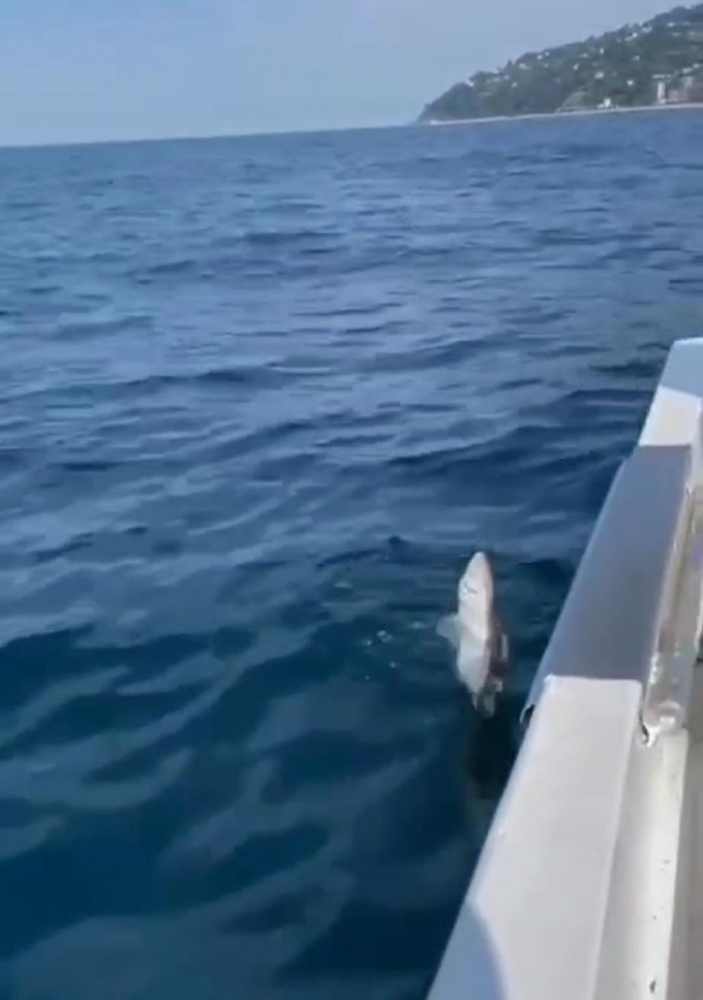 Eski Bakan Fatih Dönmez'e Rize'de Köpek Balığı Sürprizi