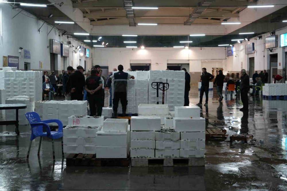 Samsun'da Balık Mezadında Kasalar Dolusu Palamut Kapış Kapış Satıldı