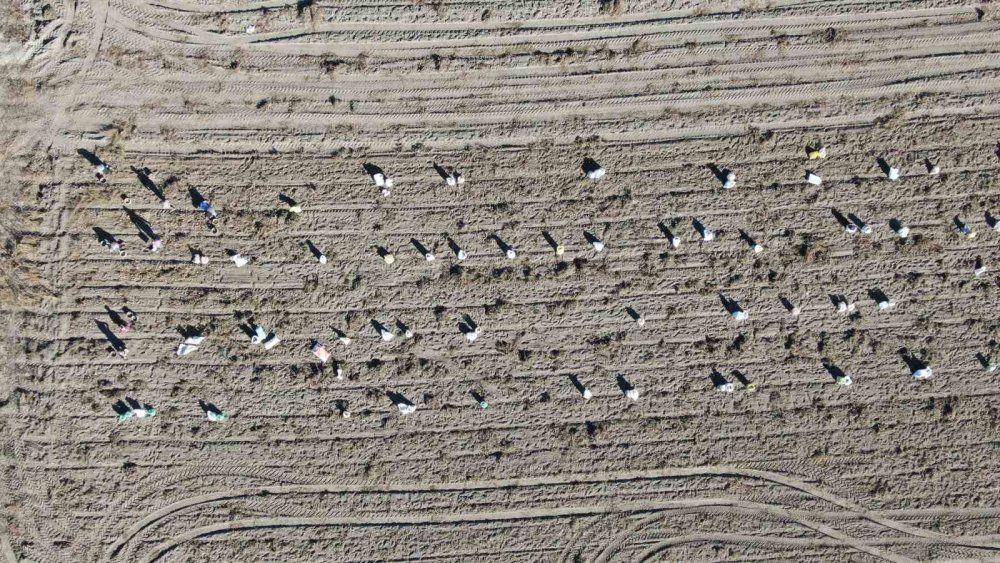 Kastamonu'da Deneme Amaçlı Ekilen Patates, İki İlçenin Geçim Kaynağı Oldu